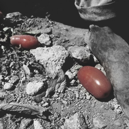 Piedi tra i pomodori Piedi tra i pomodori